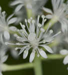 White baneberry <BR>Doll's eyes